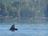 Baleia experimenta novas técnicas de pescaria com sua enorme boca aberta, durante passeio de barco em Telegraph Cove, na Vancouver Island, na Columbia Britânica, costa oeste do Canadá